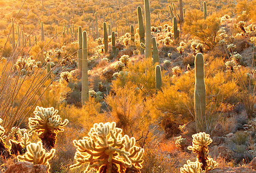 The Beauty and the Horror